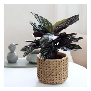 Maceta Decorativa Cilindro Cemento 11x10.5cm Mostaza Tejido Rombos